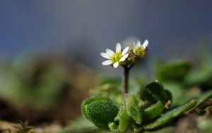 Preview wallpaper macro, flower, plant, leaves, petals, nature