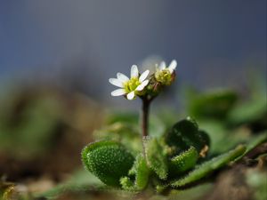 Preview wallpaper macro, flower, plant, leaves, petals, nature