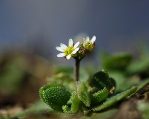 Preview wallpaper macro, flower, plant, leaves, petals, nature