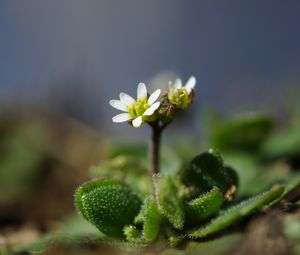 Preview wallpaper macro, flower, plant, leaves, petals, nature