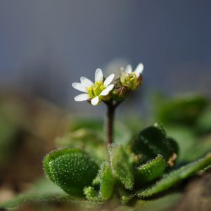 Preview wallpaper macro, flower, plant, leaves, petals, nature