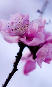 Preview wallpaper macro, flower, purple, branch