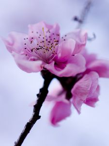 Preview wallpaper macro, flower, purple, branch