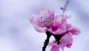 Preview wallpaper macro, flower, purple, branch