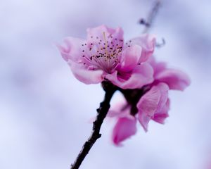 Preview wallpaper macro, flower, purple, branch