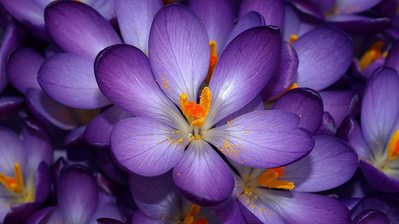 Wallpaper macro, flower, purple, orange, small