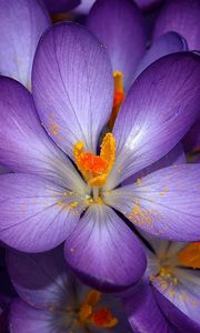 Preview wallpaper macro, flower, purple, orange, small