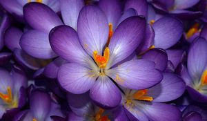 Preview wallpaper macro, flower, purple, orange, small