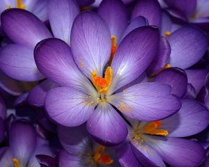 Preview wallpaper macro, flower, purple, orange, small