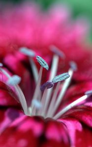 Preview wallpaper macro, flower, stamen, pink, petals