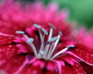 Preview wallpaper macro, flower, stamen, pink, petals