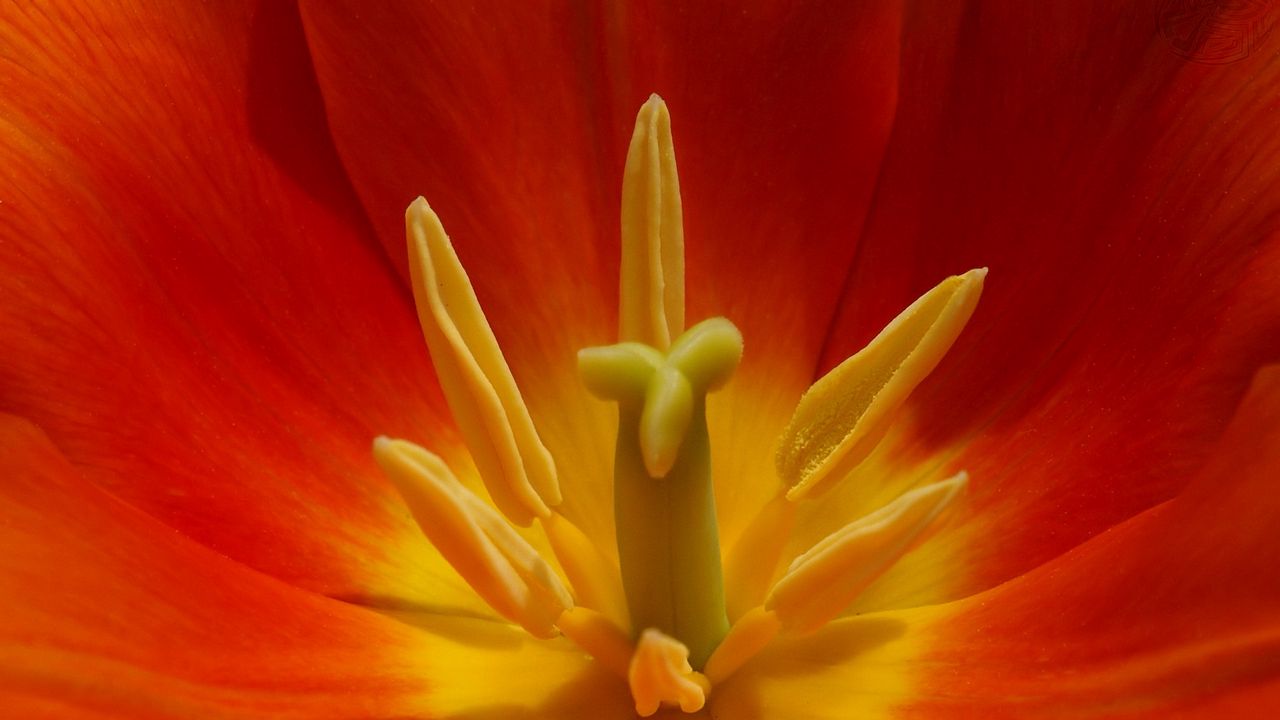 Wallpaper macro, flower, tulip, red, yellow