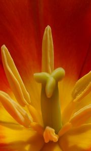 Preview wallpaper macro, flower, tulip, red, yellow