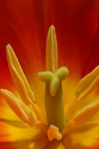 Preview wallpaper macro, flower, tulip, red, yellow