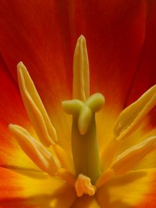 Preview wallpaper macro, flower, tulip, red, yellow