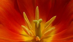 Preview wallpaper macro, flower, tulip, red, yellow