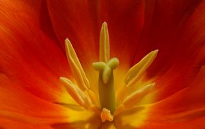 Preview wallpaper macro, flower, tulip, red, yellow