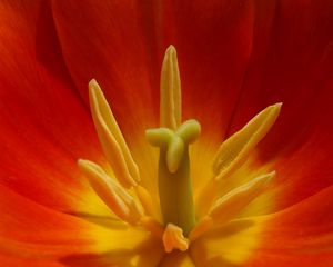 Preview wallpaper macro, flower, tulip, red, yellow