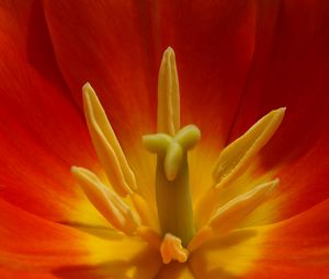 Preview wallpaper macro, flower, tulip, red, yellow