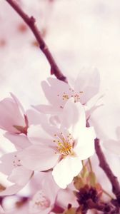 Preview wallpaper macro, flower, twig, pink, white