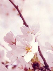 Preview wallpaper macro, flower, twig, pink, white