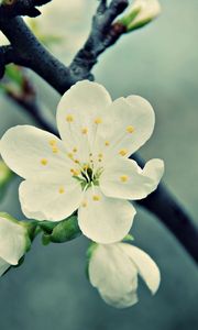 Preview wallpaper macro, flower, white, branch