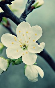 Preview wallpaper macro, flower, white, branch