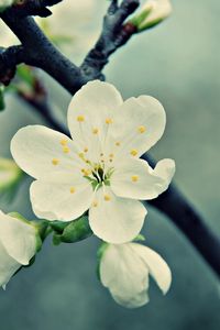 Preview wallpaper macro, flower, white, branch