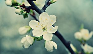 Preview wallpaper macro, flower, white, branch