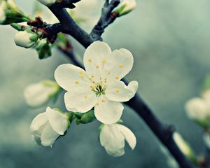 Preview wallpaper macro, flower, white, branch