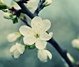 Preview wallpaper macro, flower, white, branch