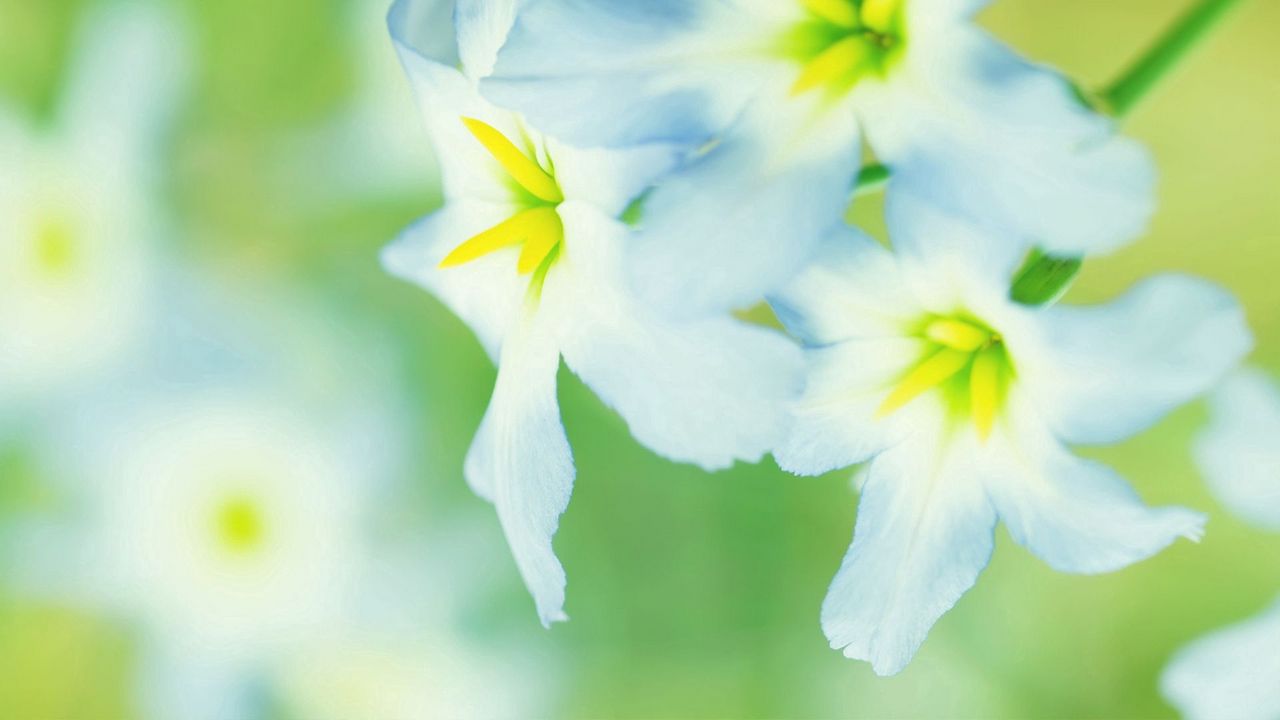 Wallpaper macro, flower, white, daffodil