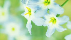 Preview wallpaper macro, flower, white, daffodil