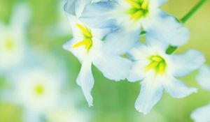 Preview wallpaper macro, flower, white, daffodil