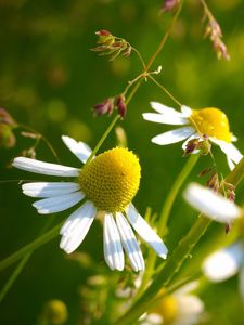 Preview wallpaper macro, flowers, daisy, yellow, green