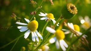 Preview wallpaper macro, flowers, daisy, yellow, green