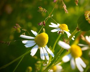 Preview wallpaper macro, flowers, daisy, yellow, green