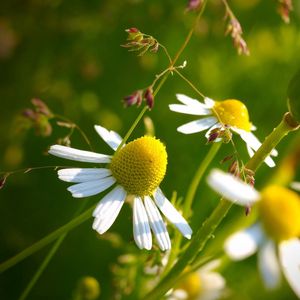 Preview wallpaper macro, flowers, daisy, yellow, green