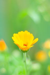 Preview wallpaper macro, flowers, grass, yellow, meadow