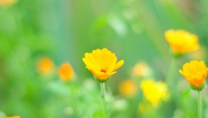 Preview wallpaper macro, flowers, grass, yellow, meadow