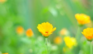 Preview wallpaper macro, flowers, grass, yellow, meadow