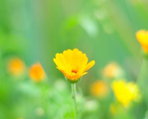 Preview wallpaper macro, flowers, grass, yellow, meadow