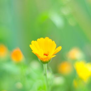 Preview wallpaper macro, flowers, grass, yellow, meadow