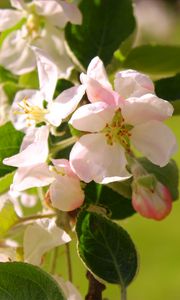 Preview wallpaper macro, flowers, green, pink, white, plant