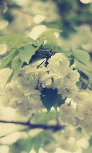 Preview wallpaper macro, flowers, white, branch