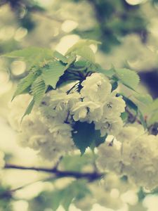 Preview wallpaper macro, flowers, white, branch