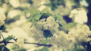 Preview wallpaper macro, flowers, white, branch