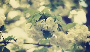 Preview wallpaper macro, flowers, white, branch