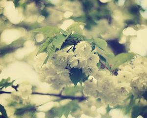 Preview wallpaper macro, flowers, white, branch