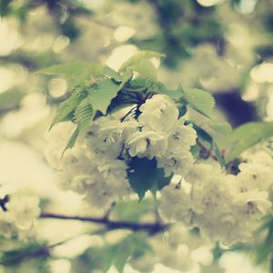 Preview wallpaper macro, flowers, white, branch